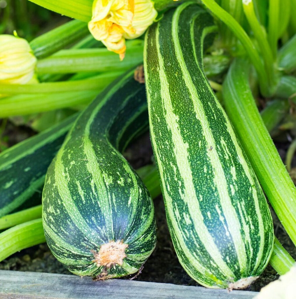 Tapir courgette zaden