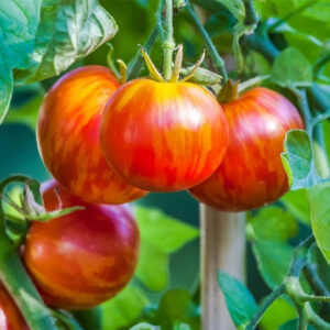 Tigerella tomatenzaden