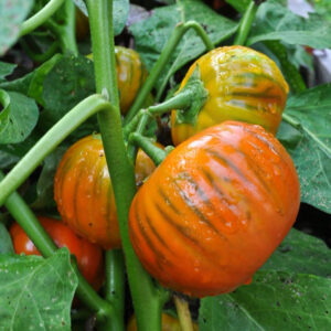 Turkish Orange aubergine