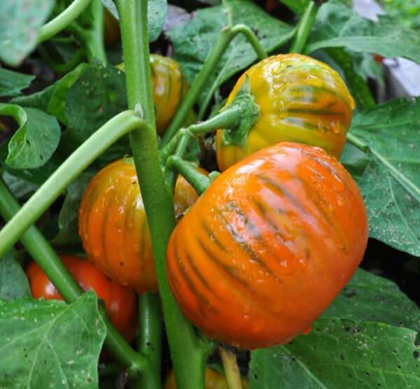 Turkish Orange aubergine