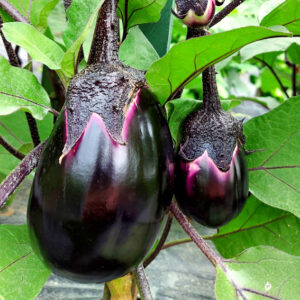 Violetta Di Firenze aubergine