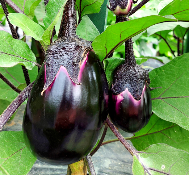 Violetta Di Firenze aubergine