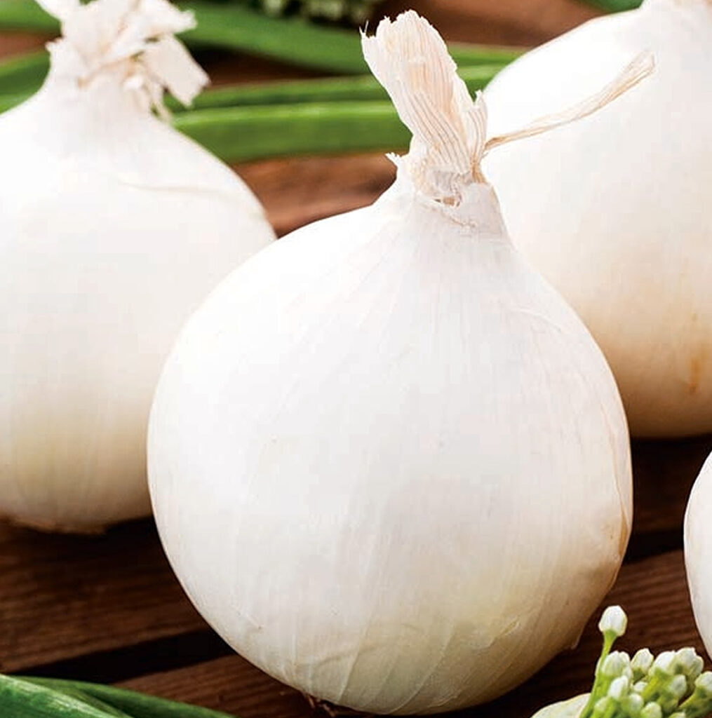 Witte ui zaden agostana