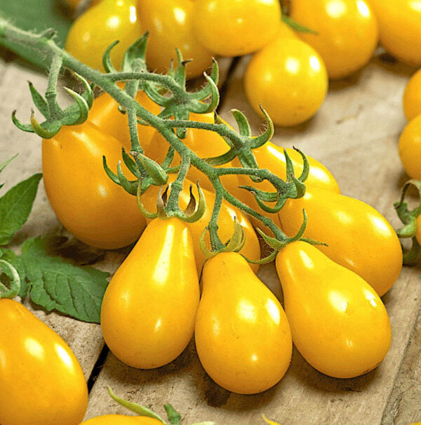 Yellow Pear Kerstomaat zaden