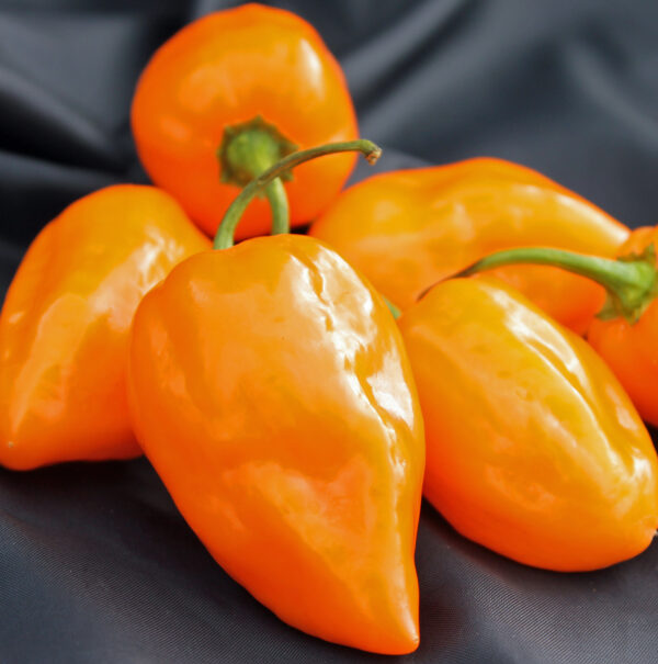 Zaden Habanero Francisca