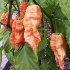 bhut-jolokia-peach