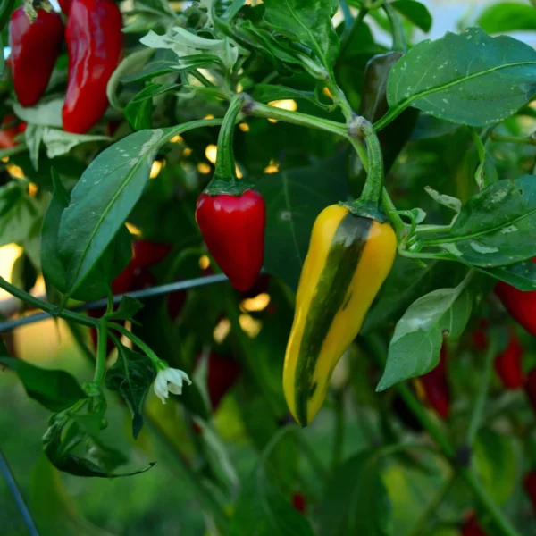 fish pepper
