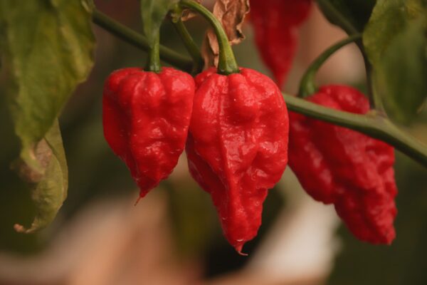 ghost-pepper