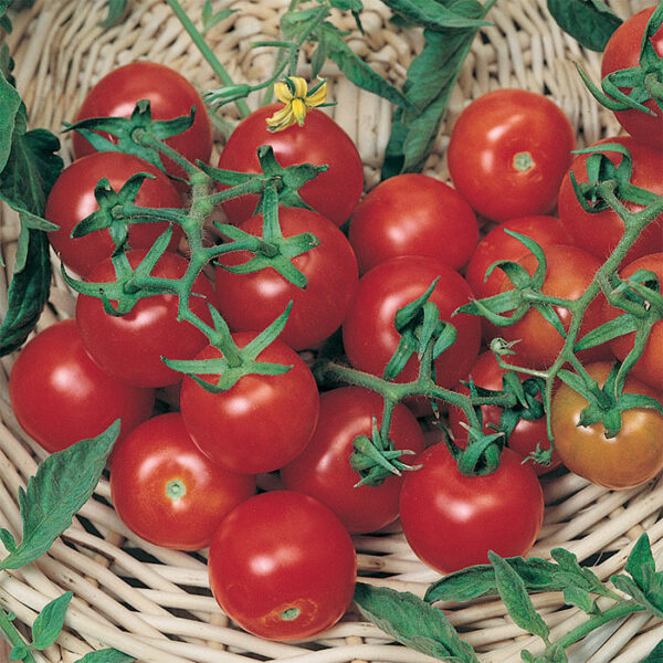 Grote Rode Cherry tomatenzaden - Afbeelding 2