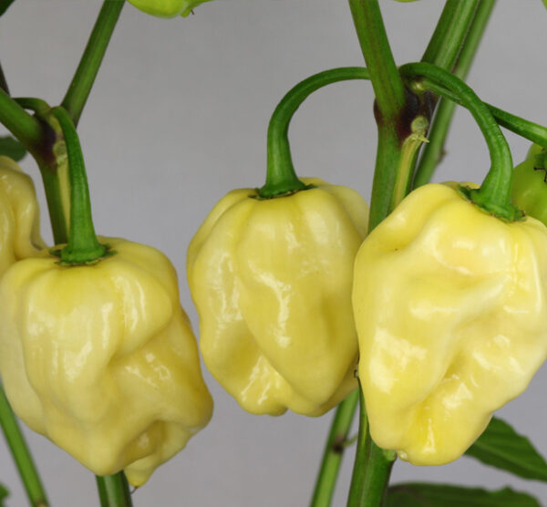 habenero White Giant peperzaden
