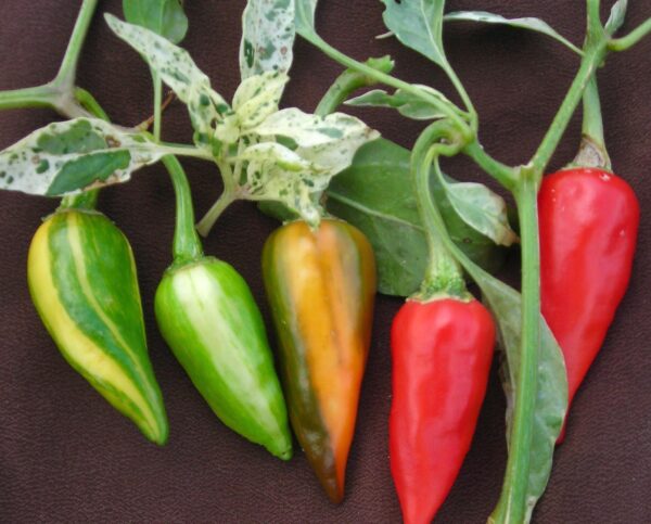 Fish pepper zaden - Afbeelding 2