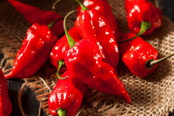 Bhut Naga Jolokia zaden (Ghost Pepper) - Afbeelding 3