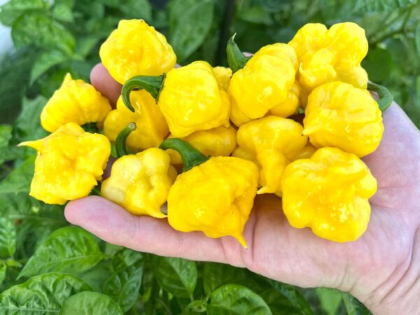KS Lemon StarrBurst zaden - Afbeelding 2