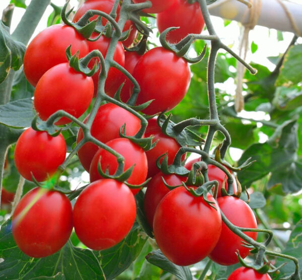 principe borghese tomatenzaden