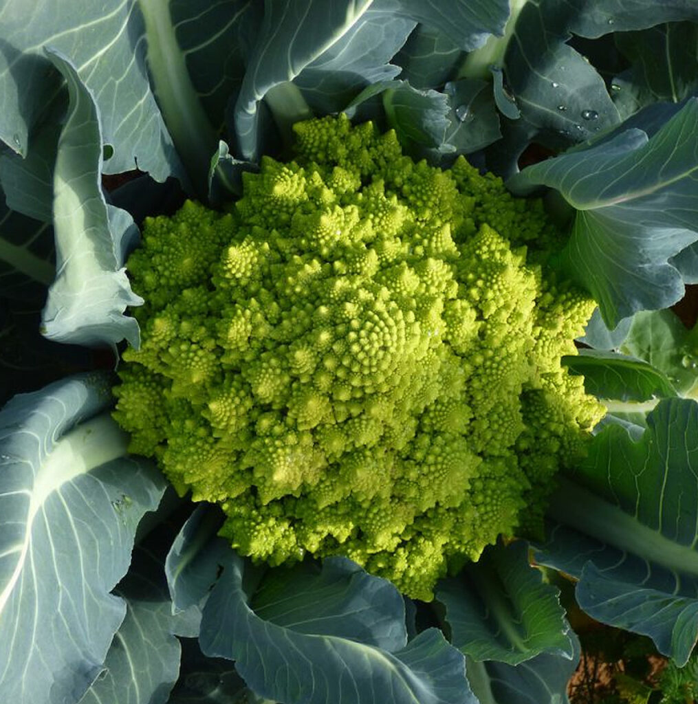 romanesco natalino bloemkool zaden
