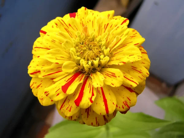 Dahlia Candy stripe geel