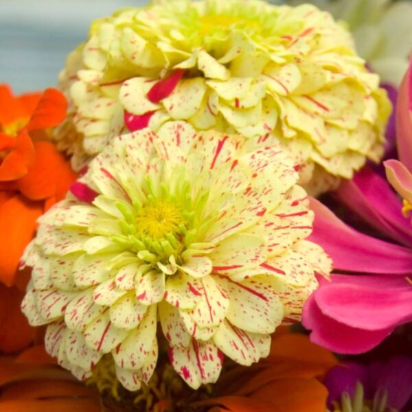 Dahlia mix