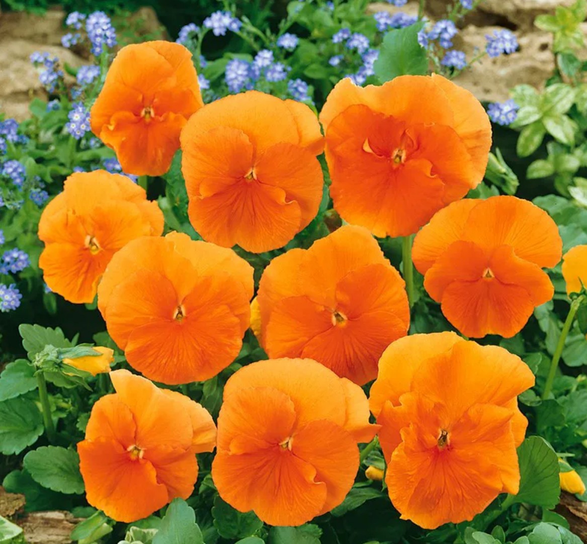Oranje grootbloemig viooltje