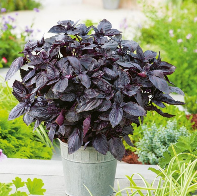 Rode basilicum dark opal zaden