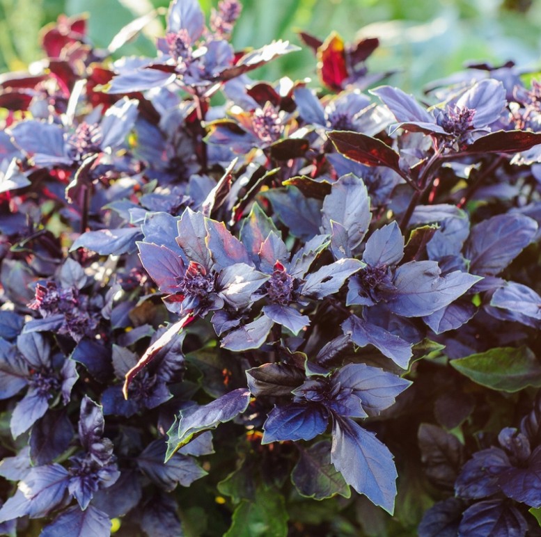 Rode basilicum zaden Dark opal