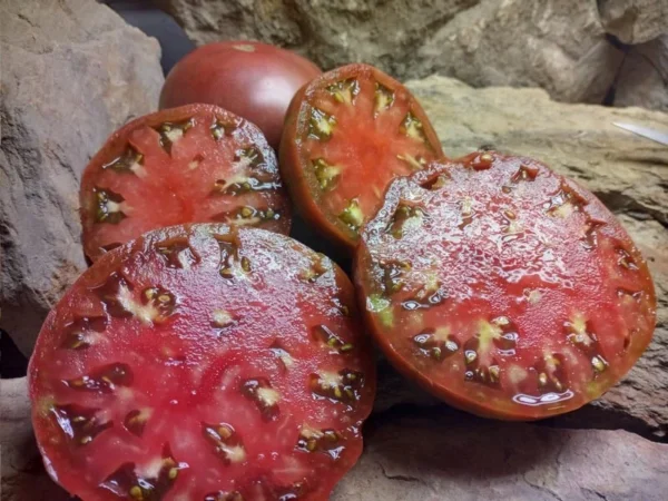 1884 Purple tomatenzaad