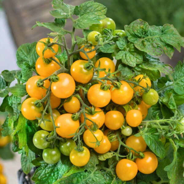 Aztek tomaten zaden