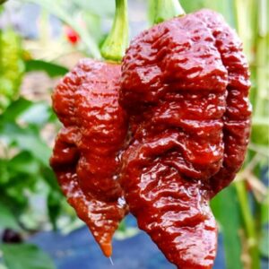 Chocolate Ghost Jami peperzaden