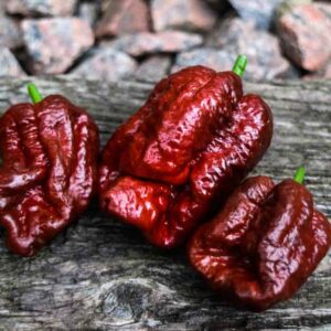 Moruga scorpion chocolate pepers