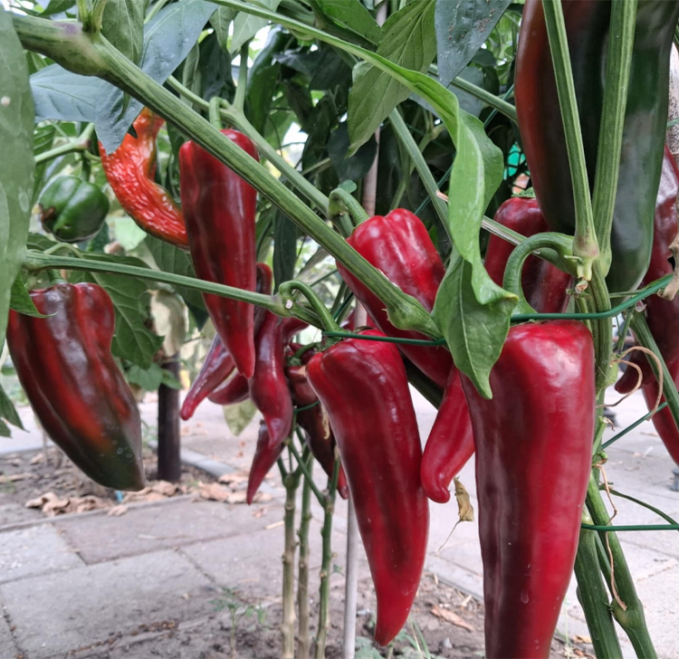 Paprika's