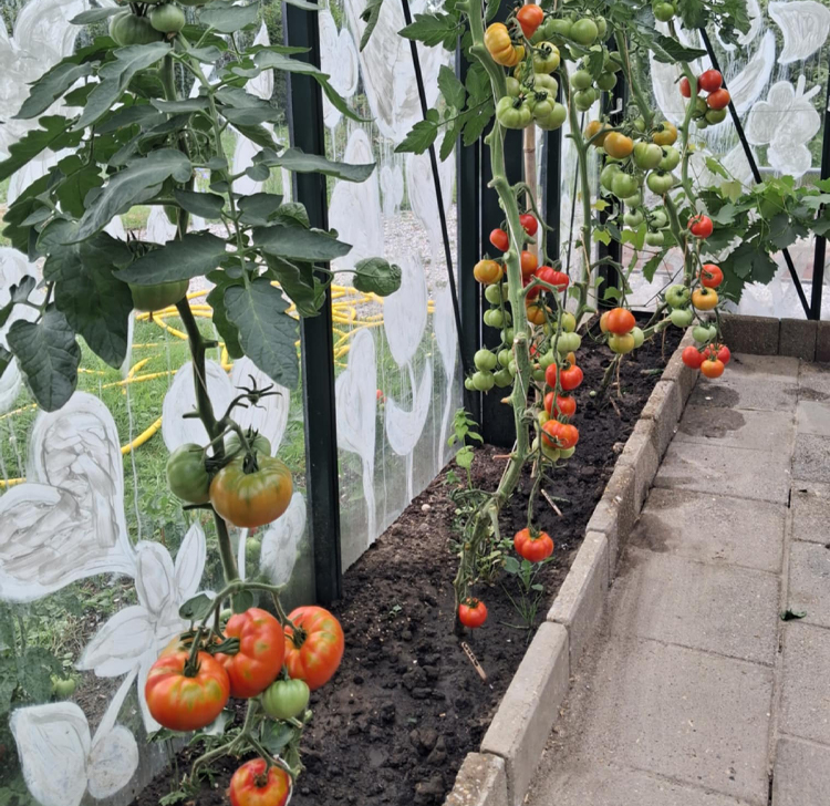 Tomaten in kas