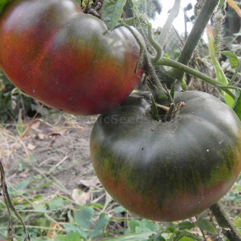 Watermelon Black tomaat