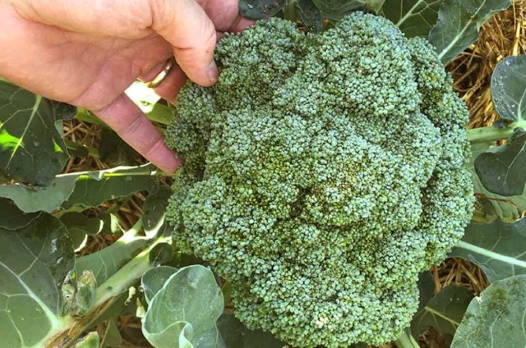broccoli moestuin