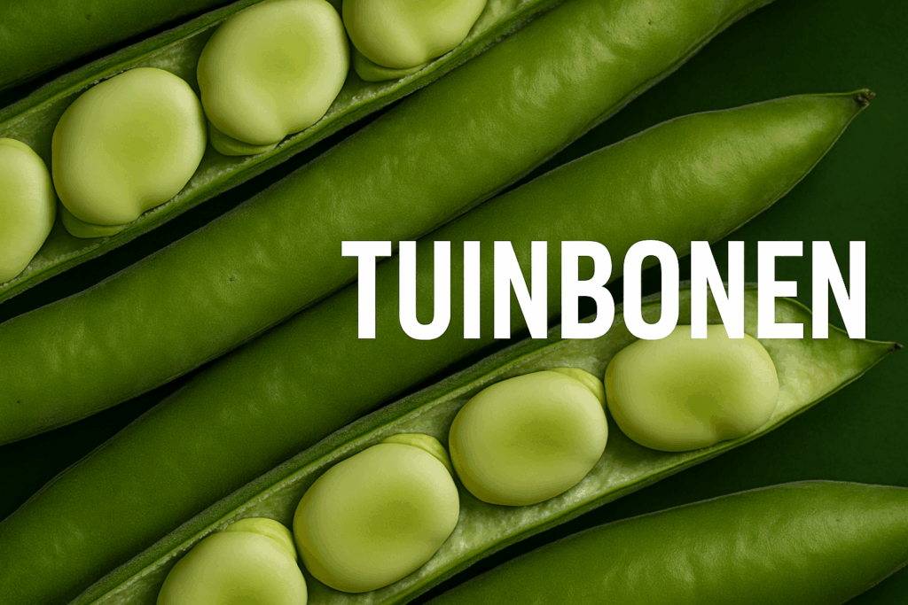 Tuinbonen zaaien en kweken