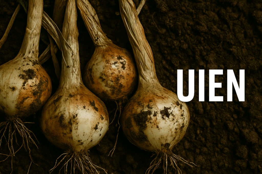 Uien zaaien en kweken