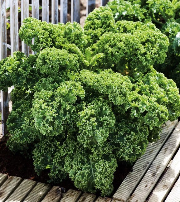 Boerenkool Dwarf Green Curled