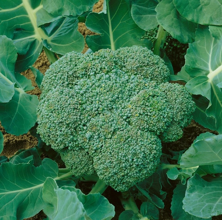 Broccoli zaden Calabrese Natalino