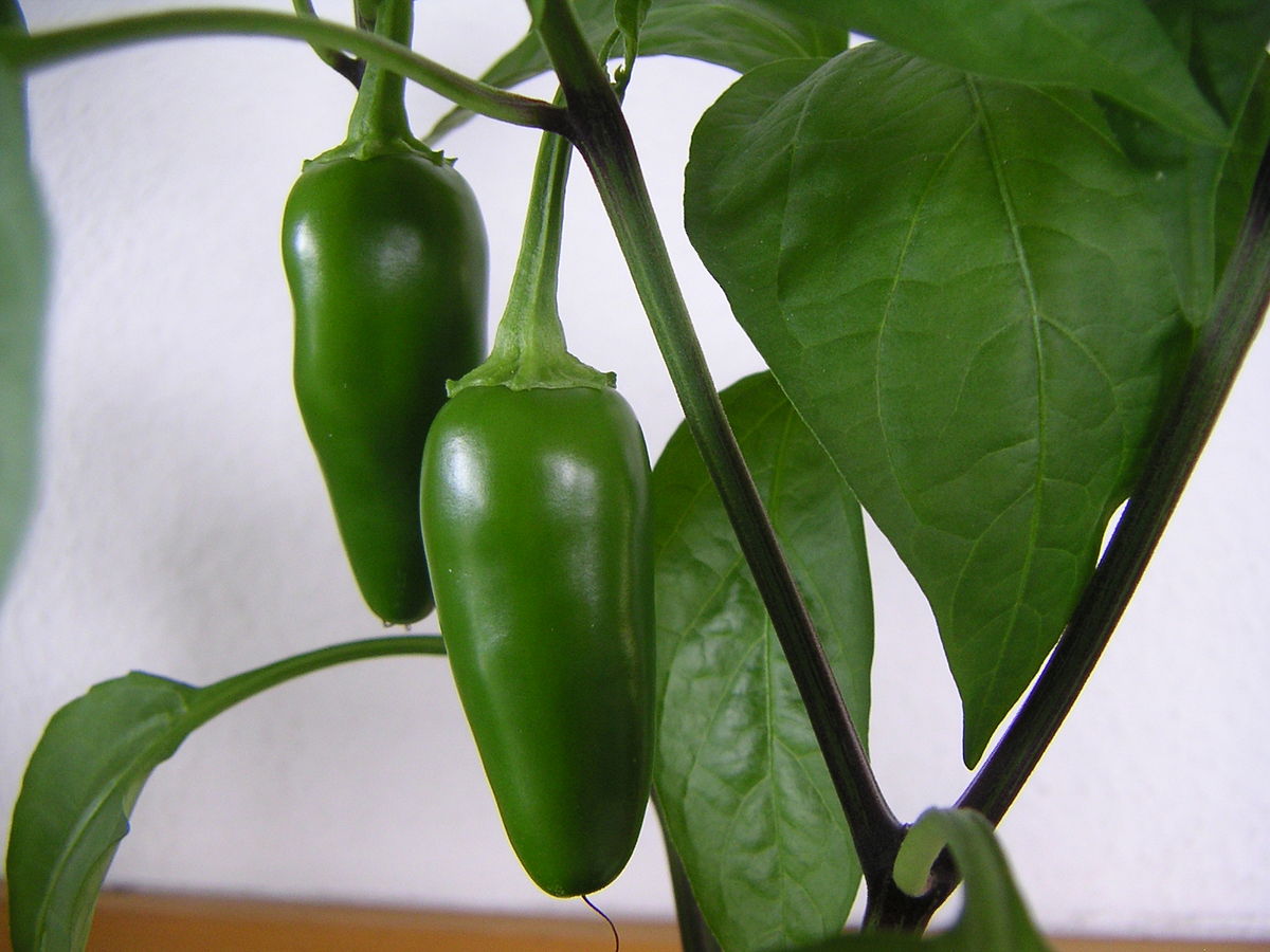 Jalapeno zaden - Afbeelding 2