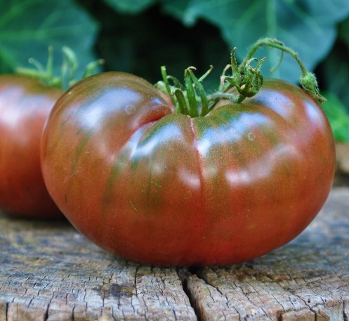 1884 Purple tomatenzaden