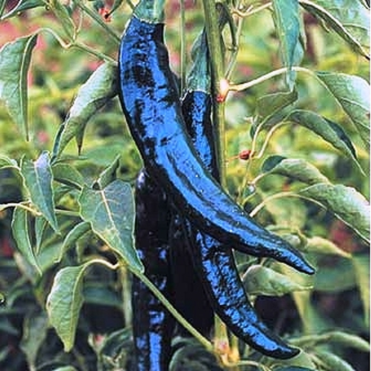 Pasilla Bajio zaden