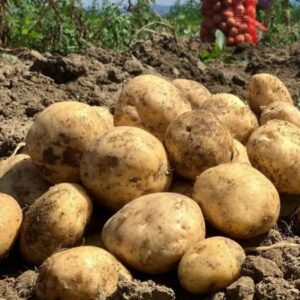 Aardappels