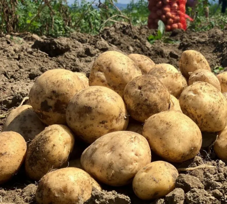 Aardappels