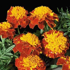 Afrikaantjes Orange Flame Zaden - Tagetes