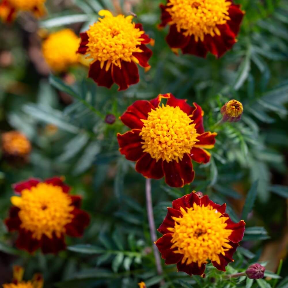 Afrikaantjes Orange Flame Zaden - Tagetes - Afbeelding 2