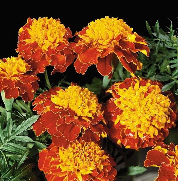 Afrikaantjes Orange Flame Zaden - Tagetes