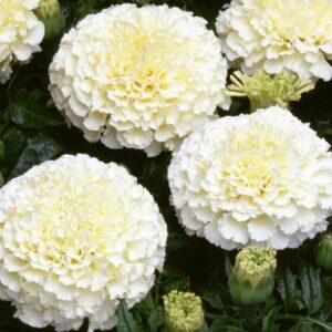 Afrikaantjes Albatros Zaden - Tagetes