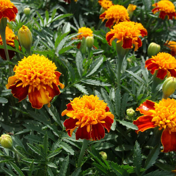 Afrikaantjes Orange Flame Zaden - Tagetes - Afbeelding 3