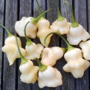 Aji Fantasy White peperzaden