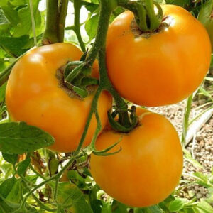 Amber (Jantar) tomatenzaden