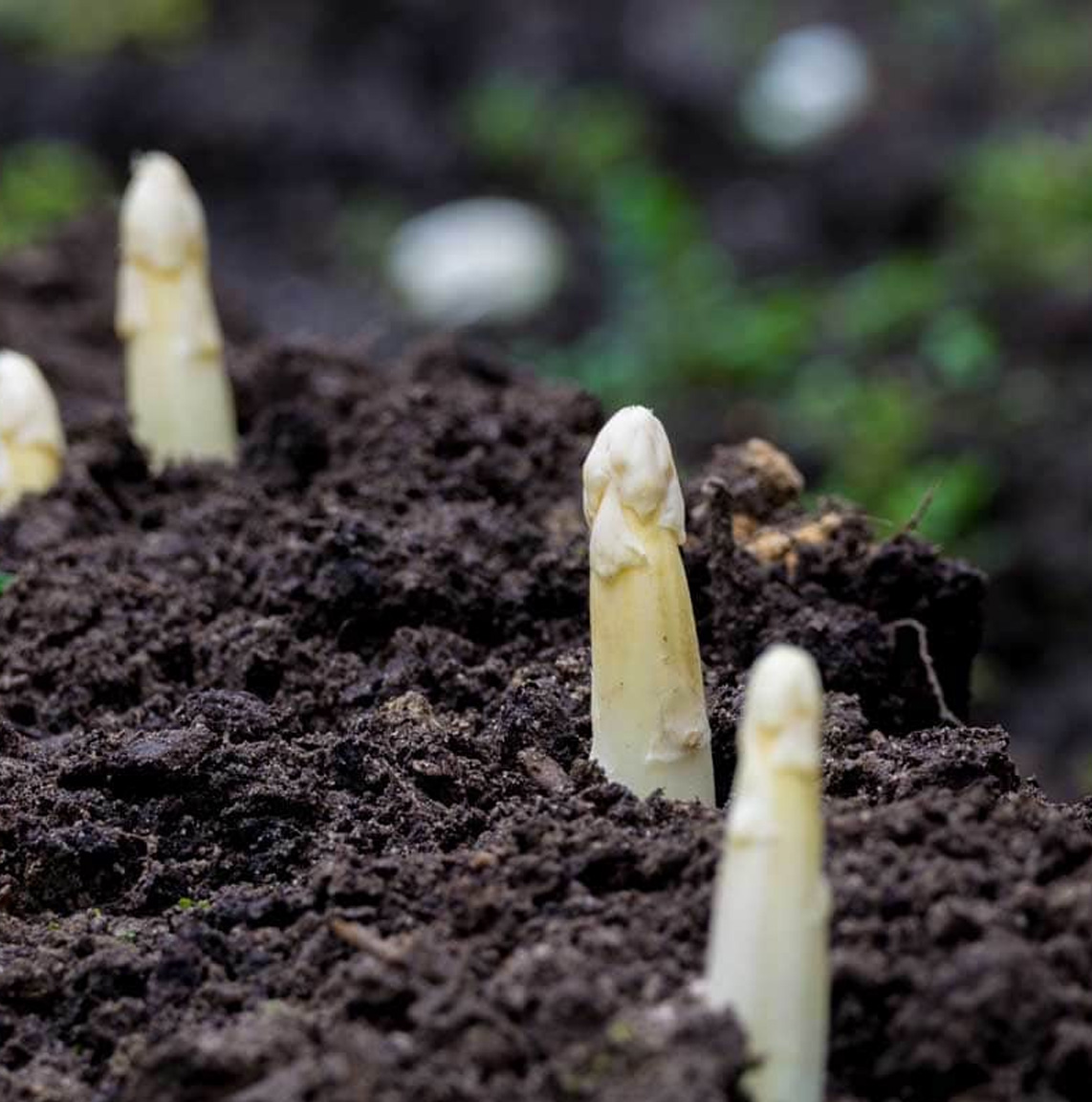 Asperge zaden 'Argenteuil' - Afbeelding 2