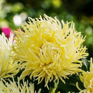 Asterzaden 'Izabela' - Chrysanthemumvormig